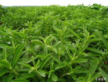 甜叶菊是什么？